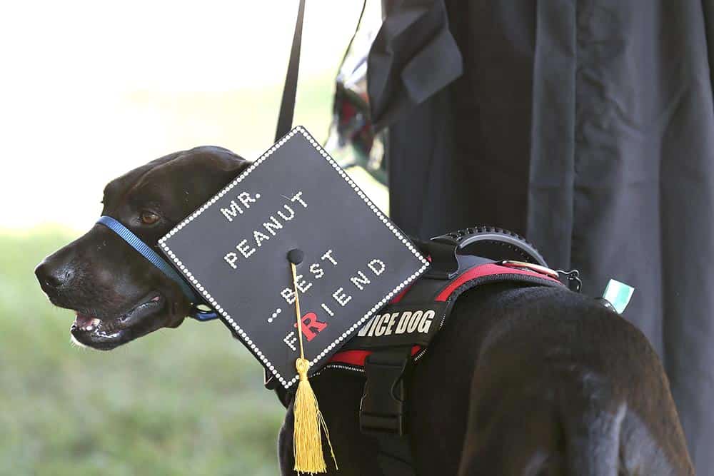 someone graduates with Mr. Peanut, their best friend (as written on a sign) who is a Service Dog.